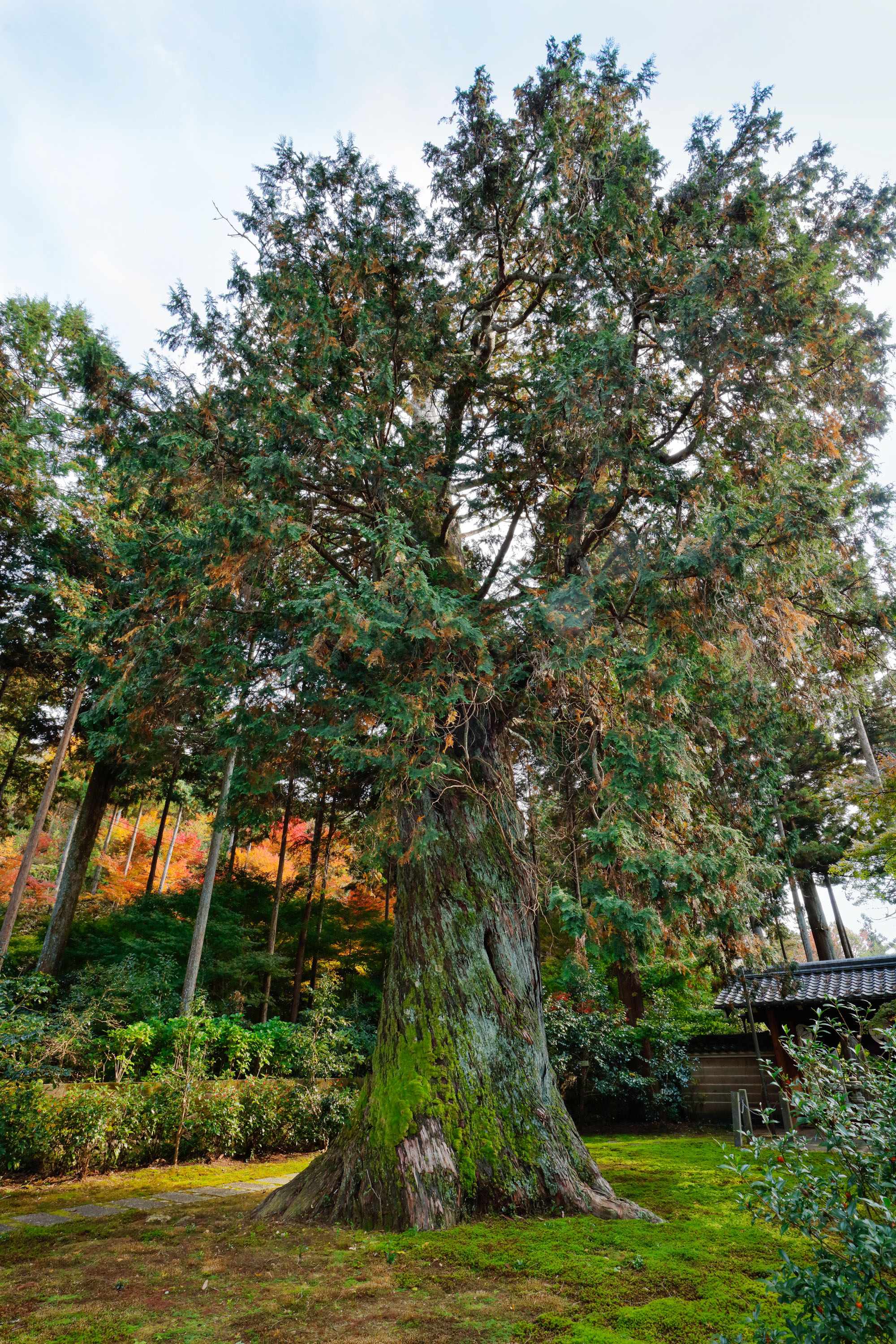 ⛩️ 원 이세 외궁 도요우케 대 신사 (모토이세 게쿠 도요우케 다이진자) 이미지 4